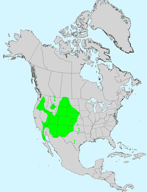 North America species range map for Fineleaf, Hymenopappus filifolius: Click image for full size map.